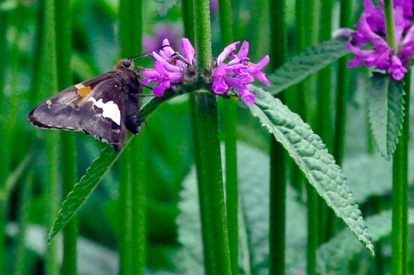 buterfly and flowers